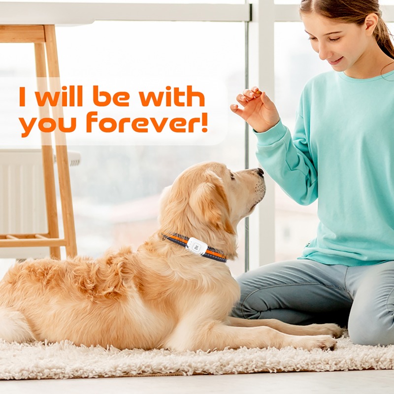 Pet GPS AGPS Tracking Device 4 - огляд і ціна Pet Gps Tracker Collar